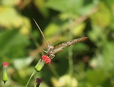 [The butterfly perched on a red Florida tasselflower looks straight at the camera with its wings at a vee angle. The right wing has a slight tilt so the colors and pattern on it are slightly visible. The black antenna are tipped in yellow.]